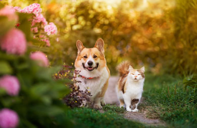 Tierkommunikation